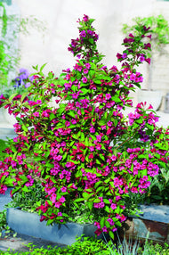 Weigela 'Bristol Ruby', sol 125-150 cm, co/kl