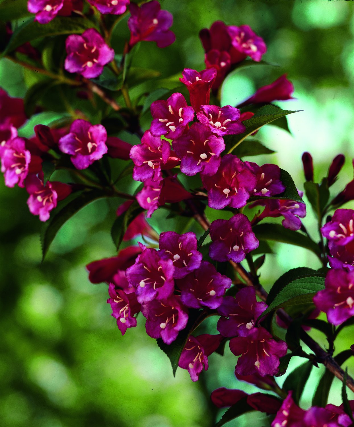 Weigela 'Bristol Ruby', sol 125-150 cm, co/kl