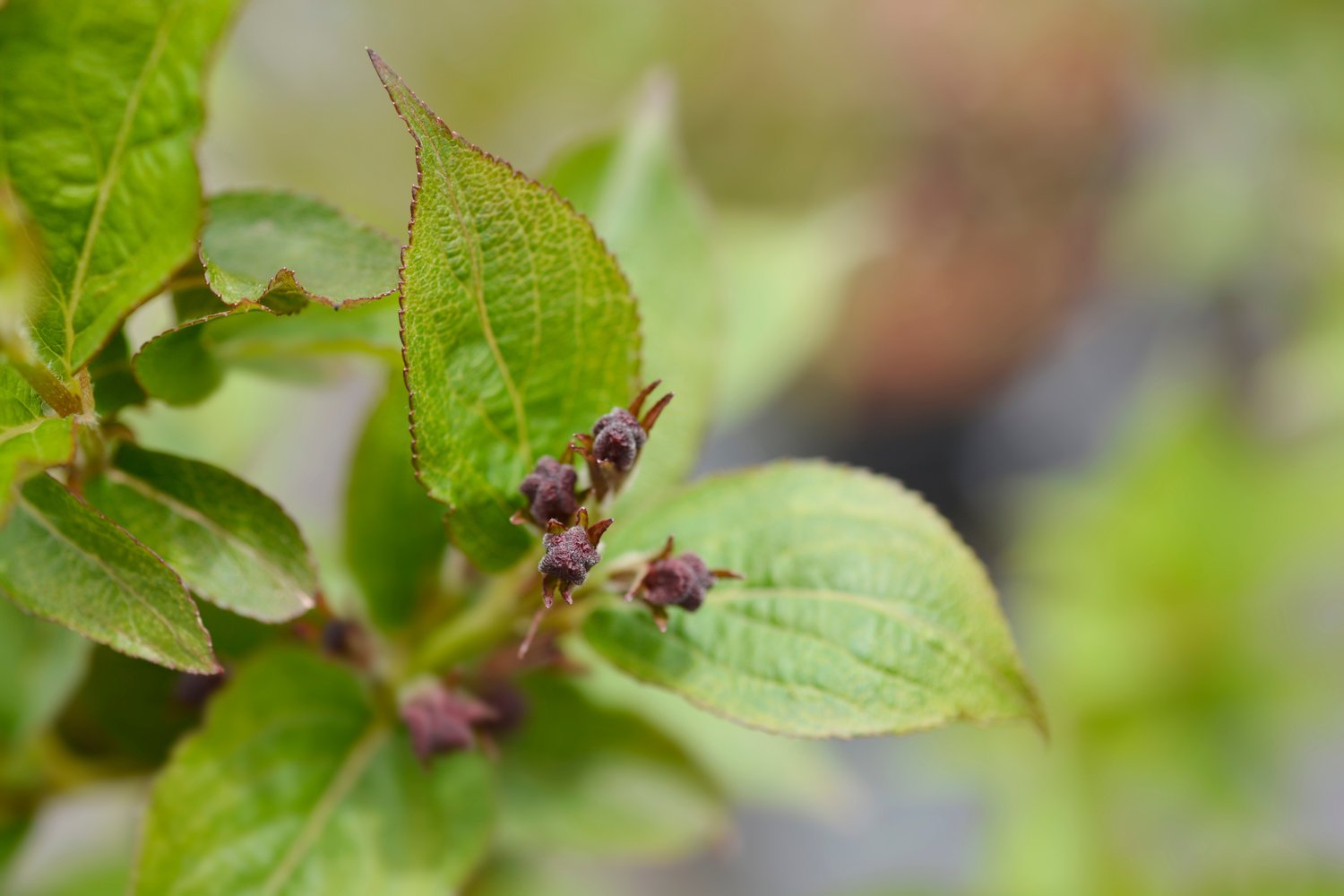 Weigela 'Bristol Ruby', sol 125-150 cm, co/kl