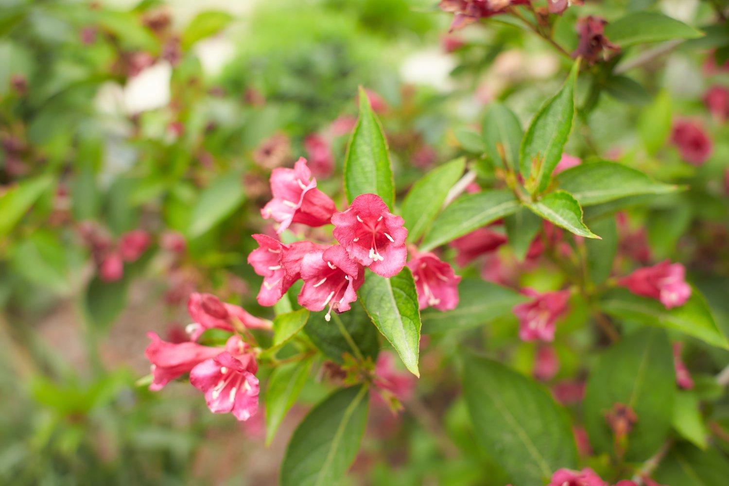 Weigela 'Bristol Ruby', sol 125-150 cm, co/kl