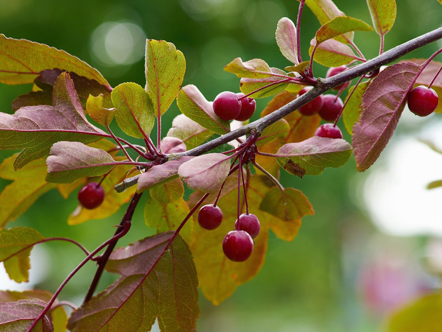 Malus toringo 'Freja', Sh 90-110