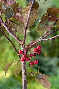 Malus toringo 'Freja', Sh 90-110