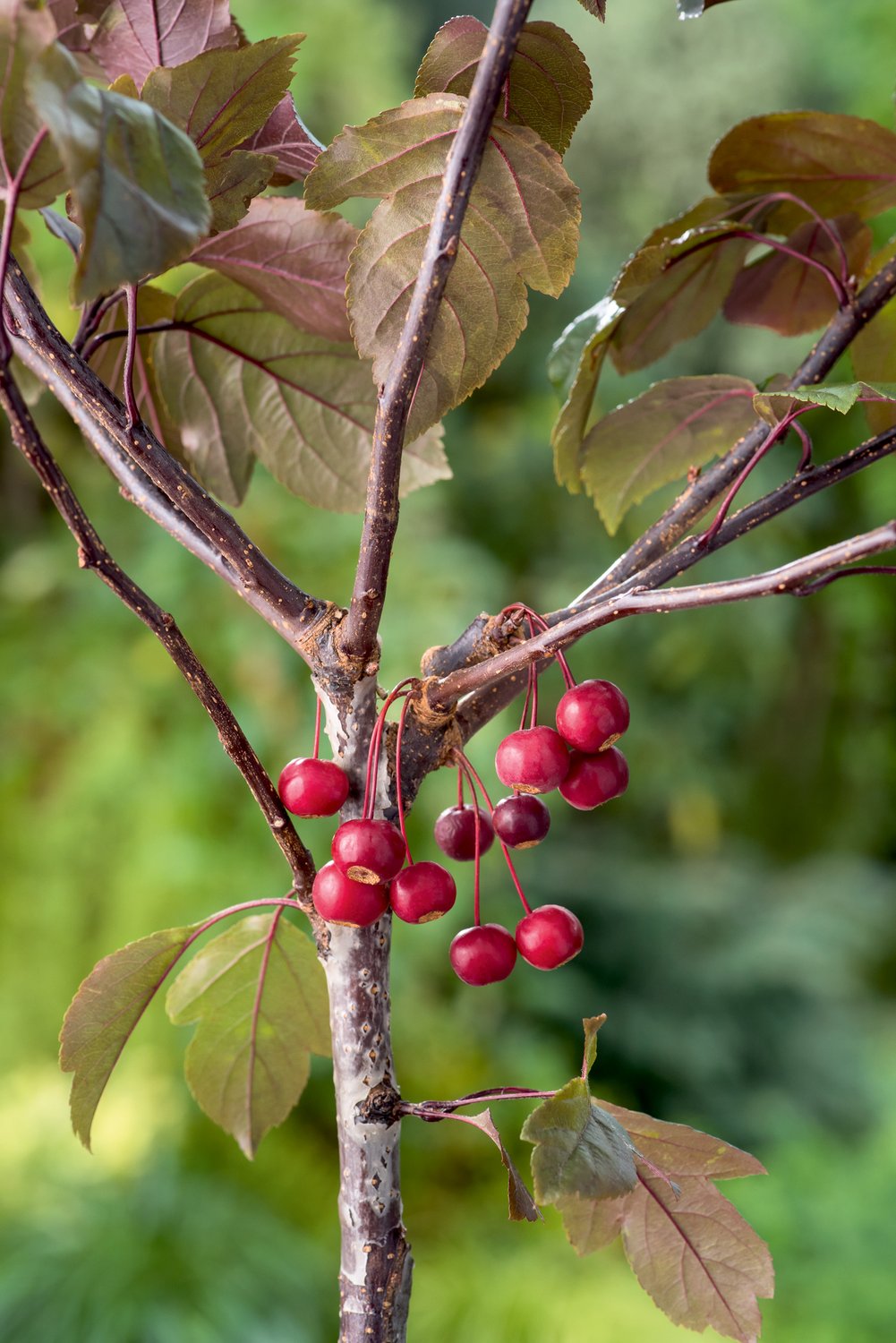 Malus toringo 'Freja', Sh 90-110