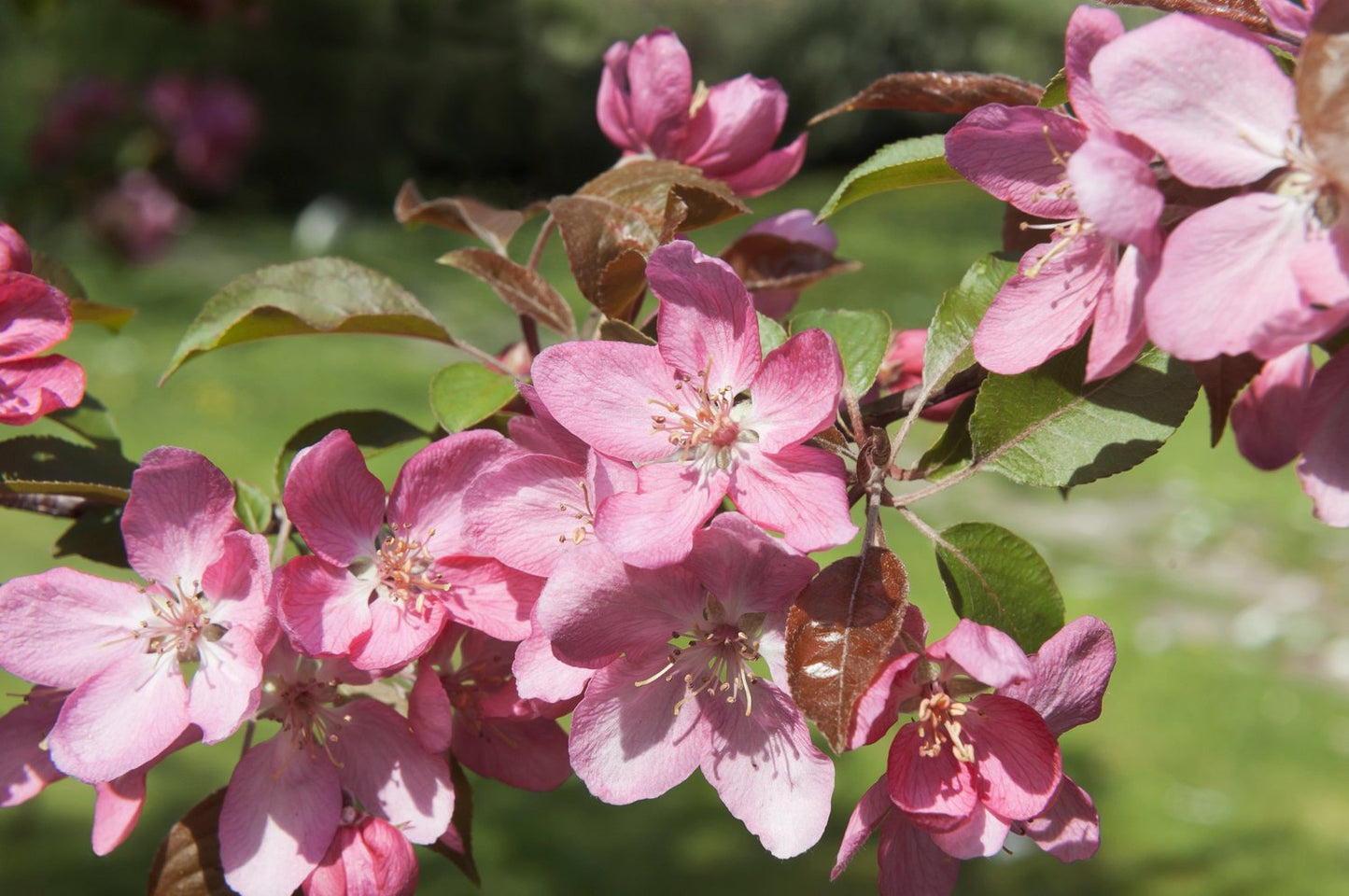 Malus 'Pink Spires', Sh 90-110