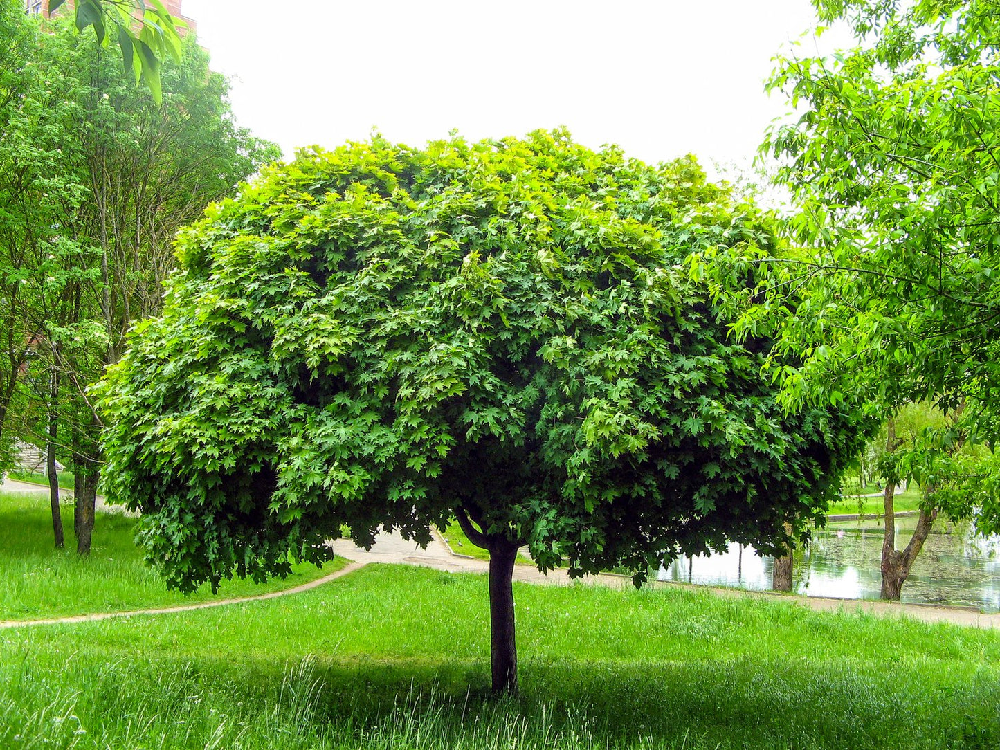 Acer platanoides 'Globosum', Sh 80-100