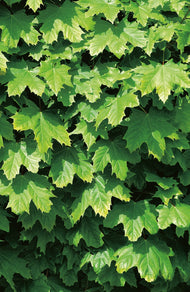 Acer platanoides 'Globosum', Sh 80-100