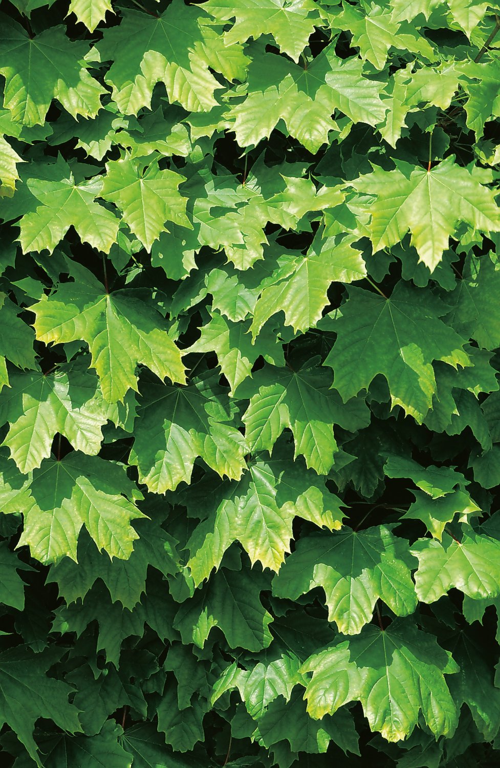 Acer platanoides 'Globosum', Sh 80-100
