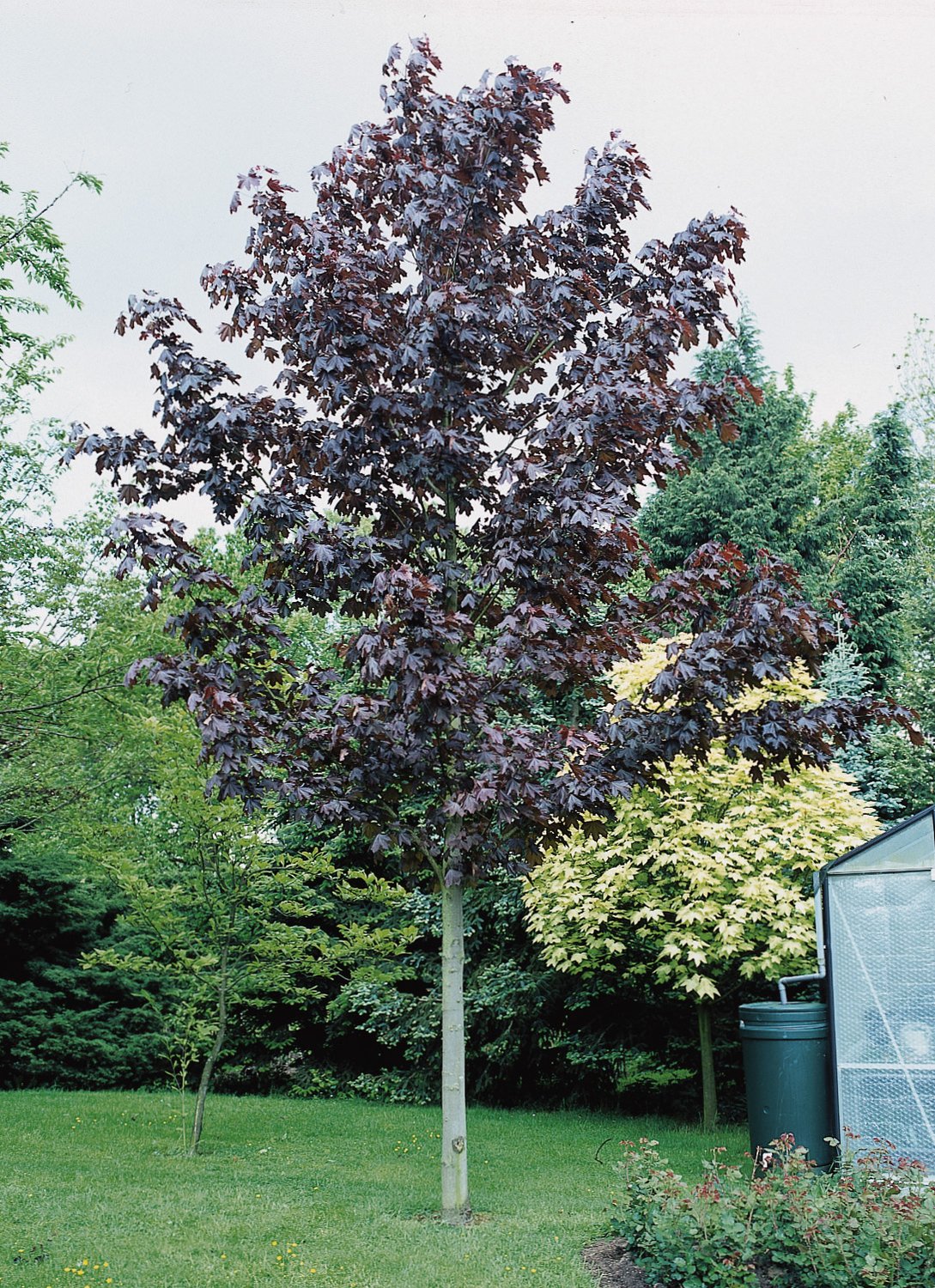 Acer platanoides 'Royal Red', Utr 150-200