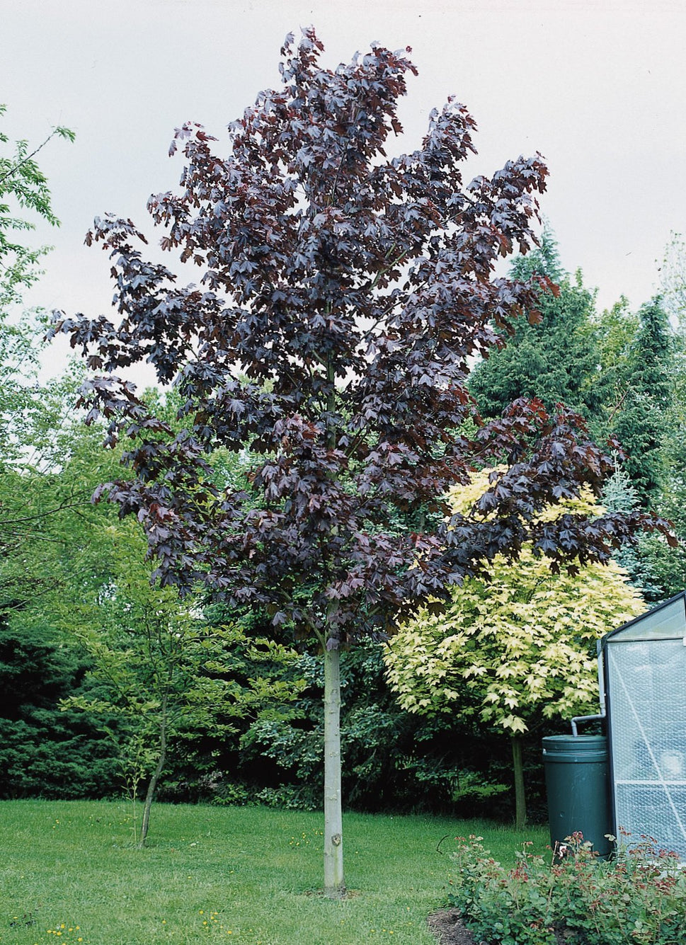 Acer platanoides 'Royal Red', Utr 150-200