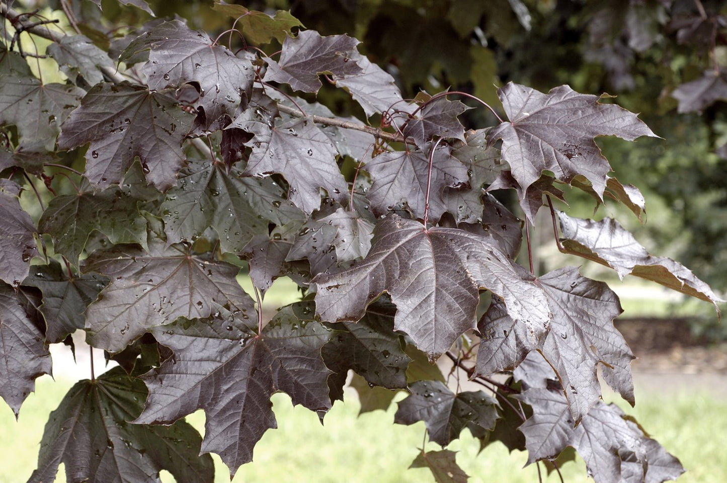 Acer platanoides 'Royal Red', Utr 150-200