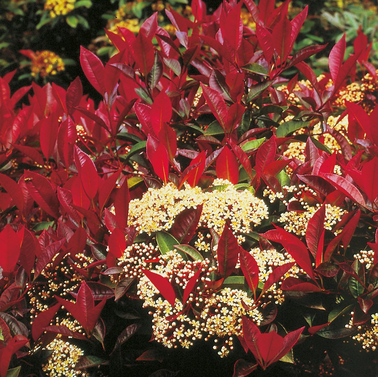 Aronia x prunifolia 'Viking', Sh 80-90