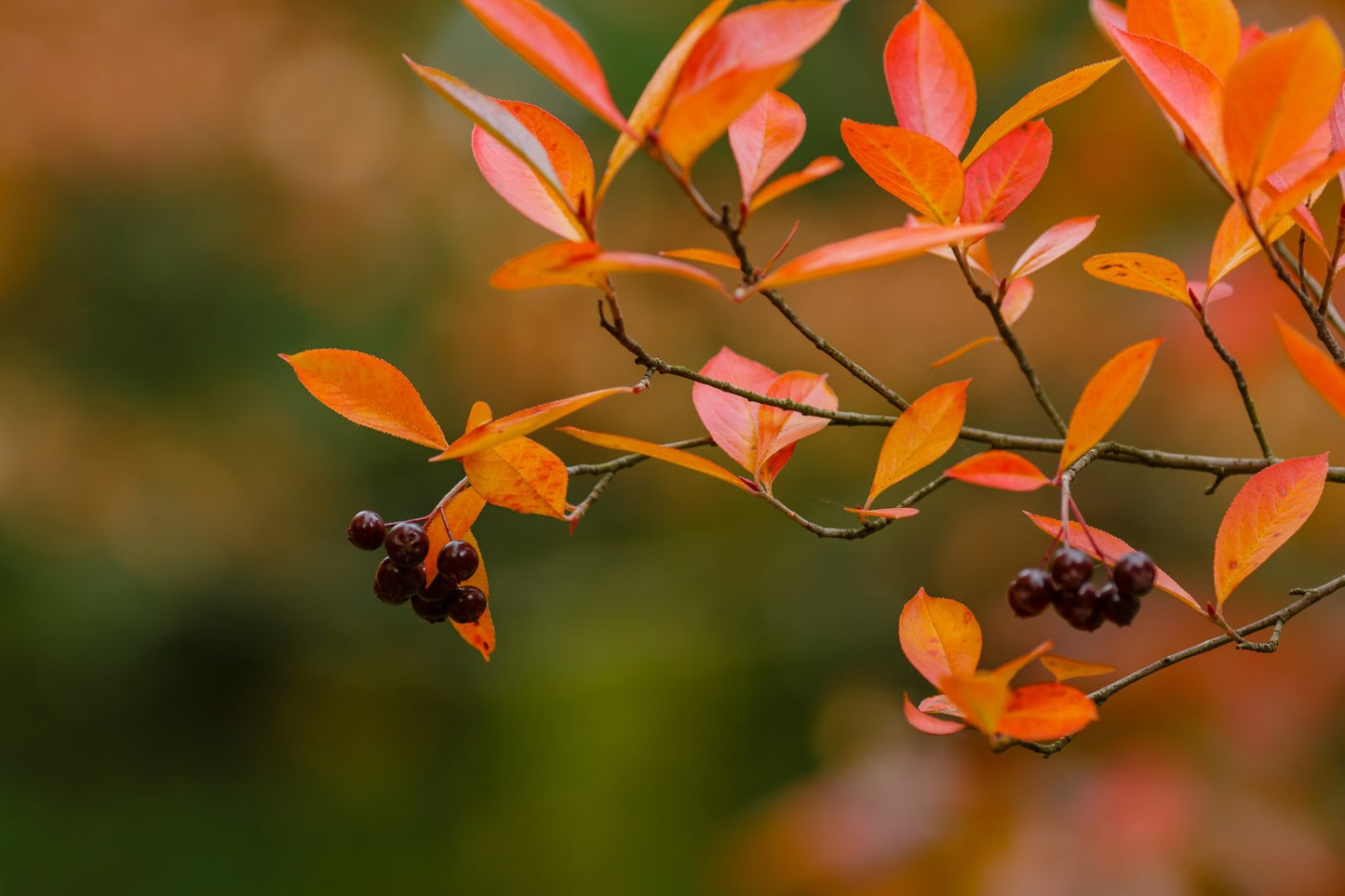 Aronia x prunifolia 'Viking', Sh 80-90