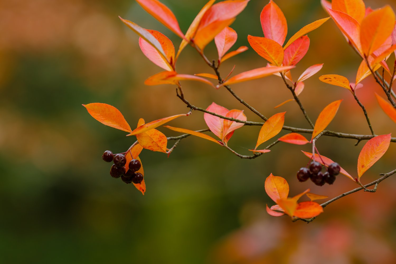 Aronia x prunifolia 'Viking', Sh 80-90
