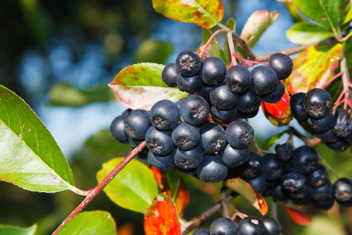 Aronia x prunifolia 'Viking', Sh 80-90
