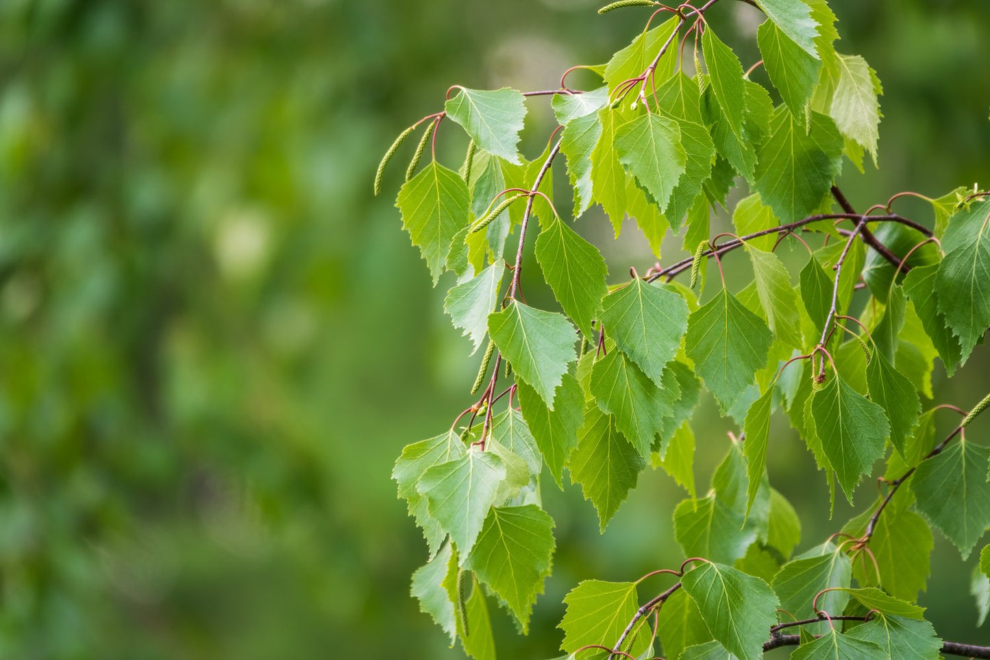 Betula pendula, Utr 125-150