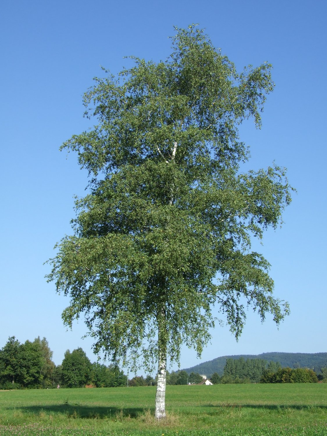 Betula pendula, Utr 125-150