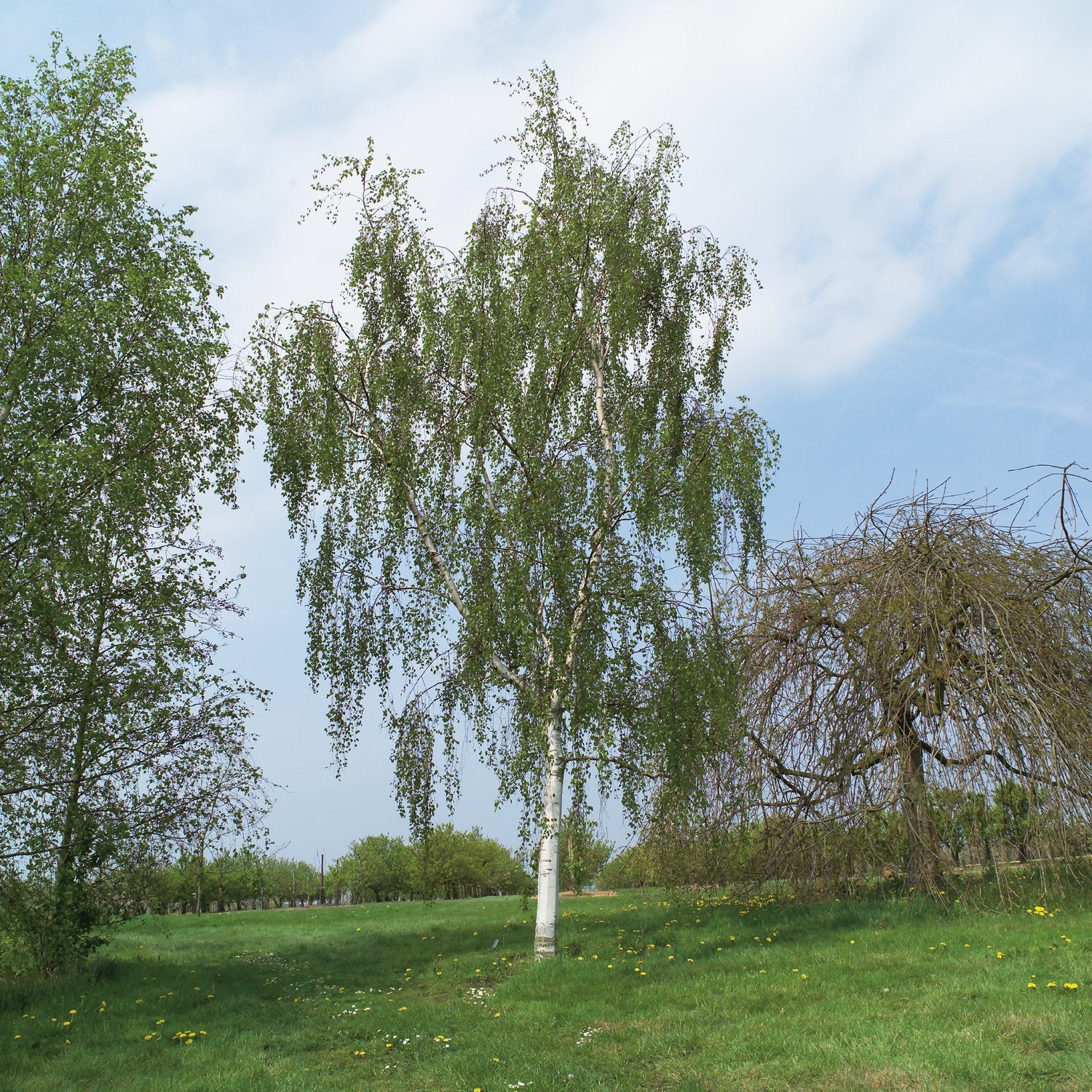 Betula pendula 'Tristis', Utr 150-200