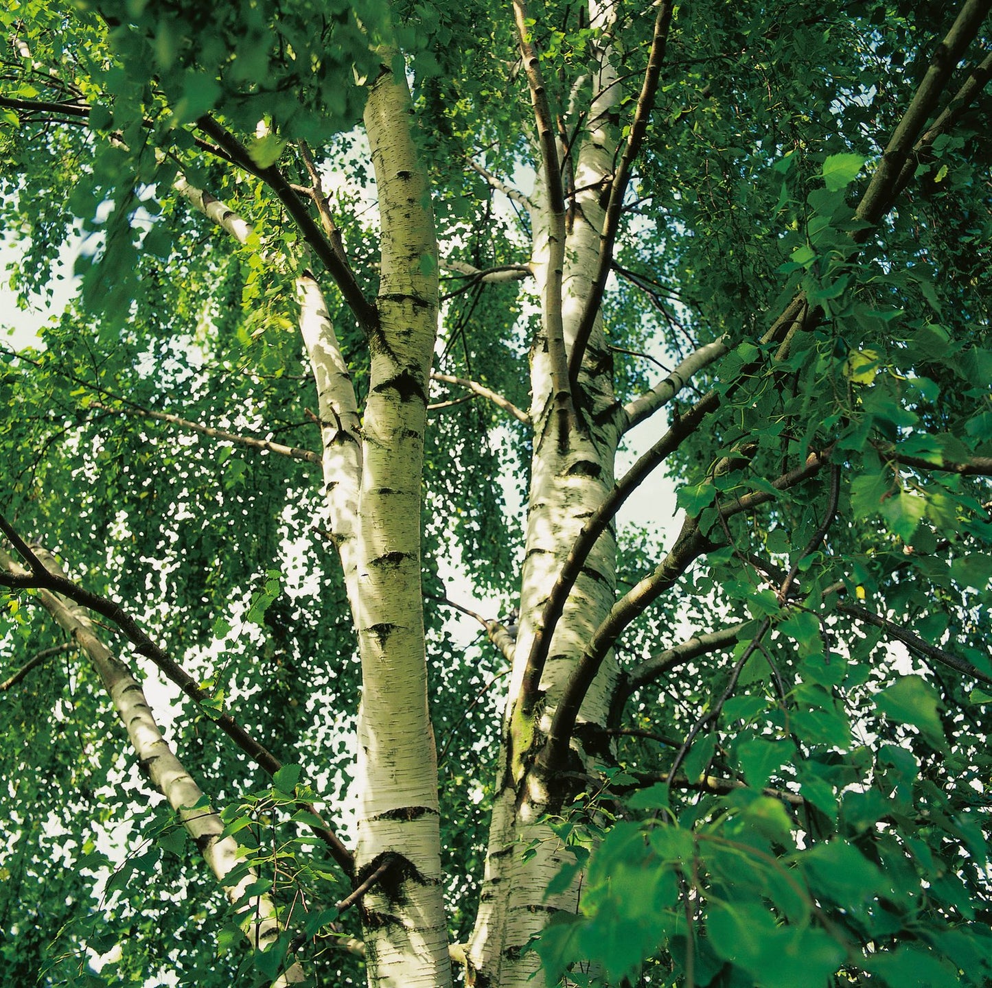 Betula pendula 'Tristis', Utr 150-200