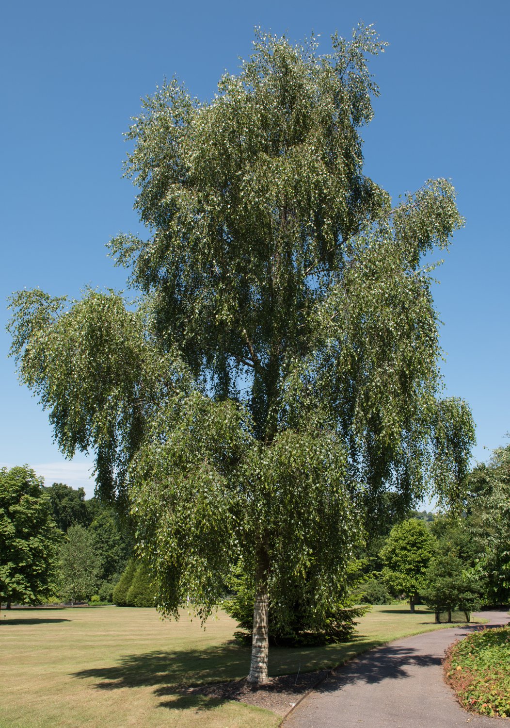 Betula pendula 'Tristis', Utr 150-200