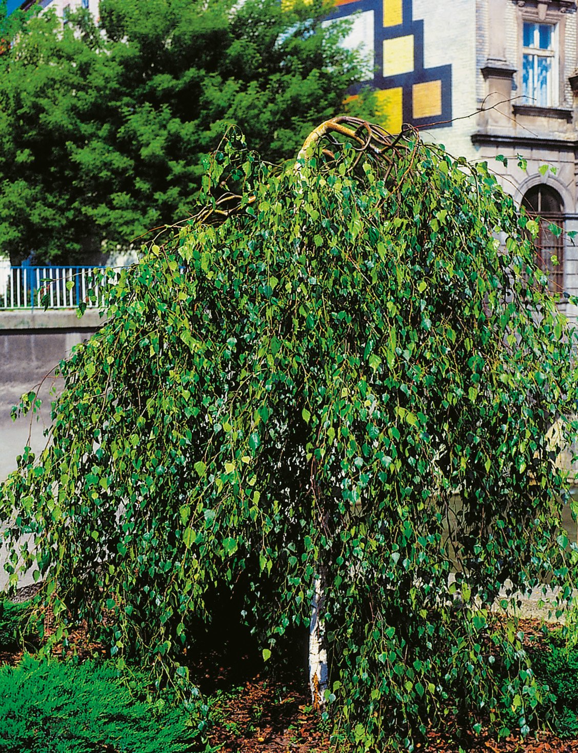 Betula pendula 'Youngii', Utr 150-200