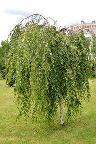 Betula pendula 'Youngii', Utr 150-200