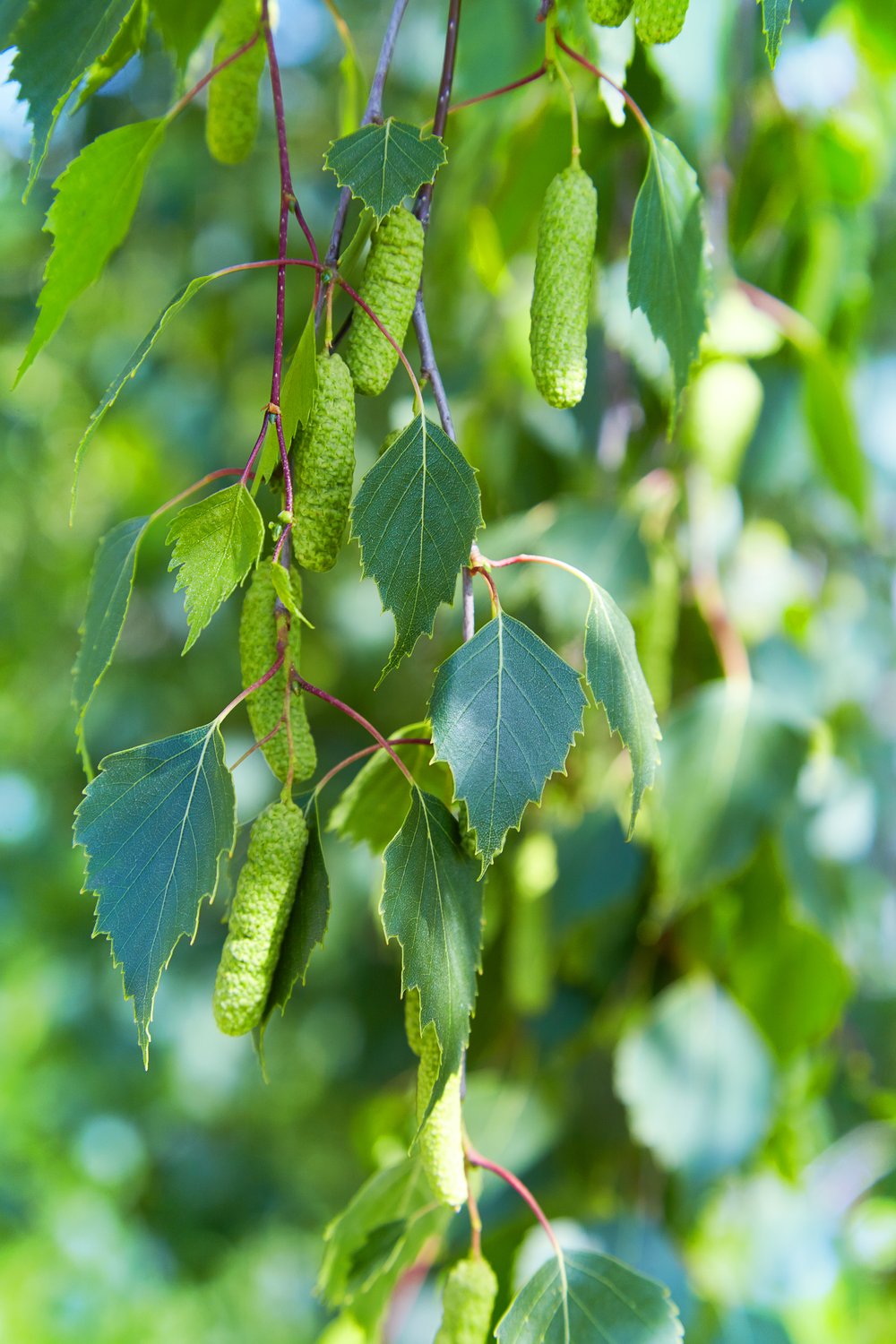 Betula pendula 'Youngii', Utr 150-200