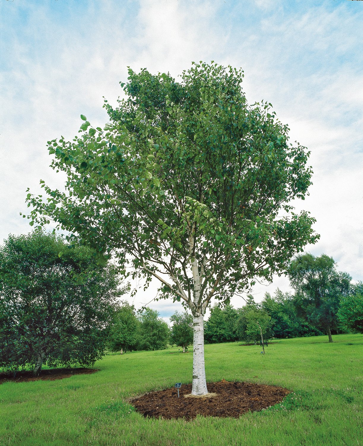 Betula utilis var. jacquemontii, Utr 150-200