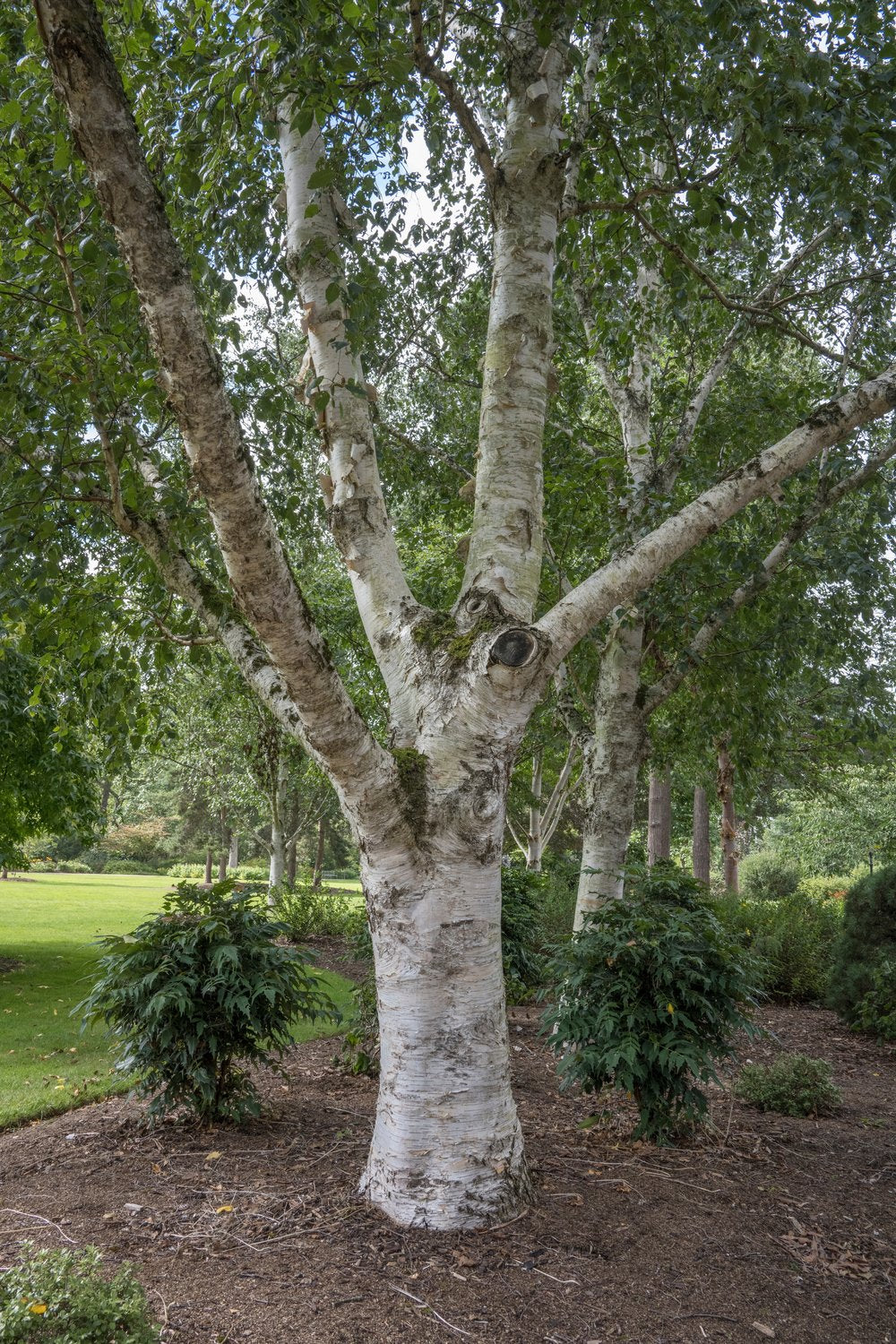 Betula utilis var. jacquemontii, Utr 150-200