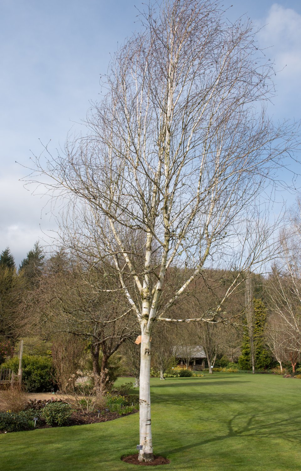 Betula utilis var. jacquemontii, Utr 150-200