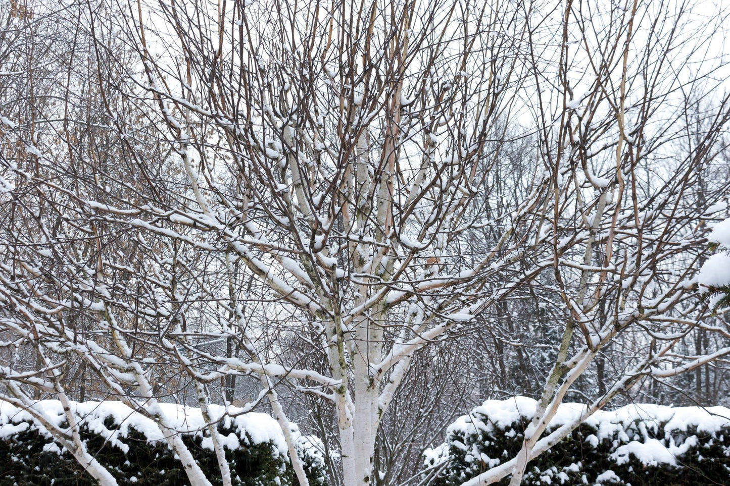 Betula utilis var. jacquemontii, Utr 150-200