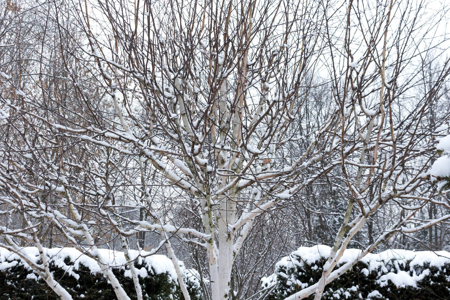Betula utilis var. jacquemontii, Utr 150-200
