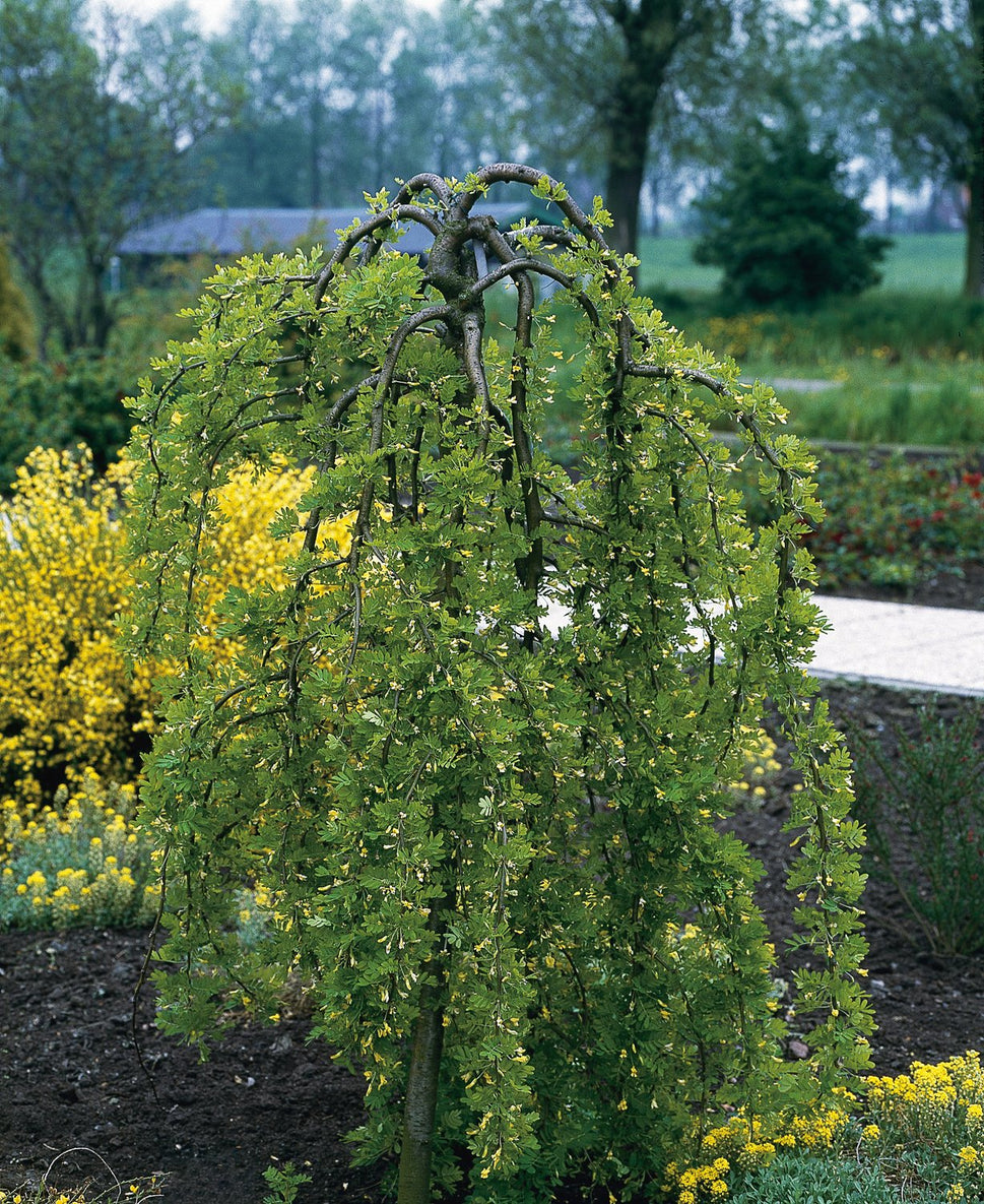 Caragana arborescens 'Pendula', Sh 100-120