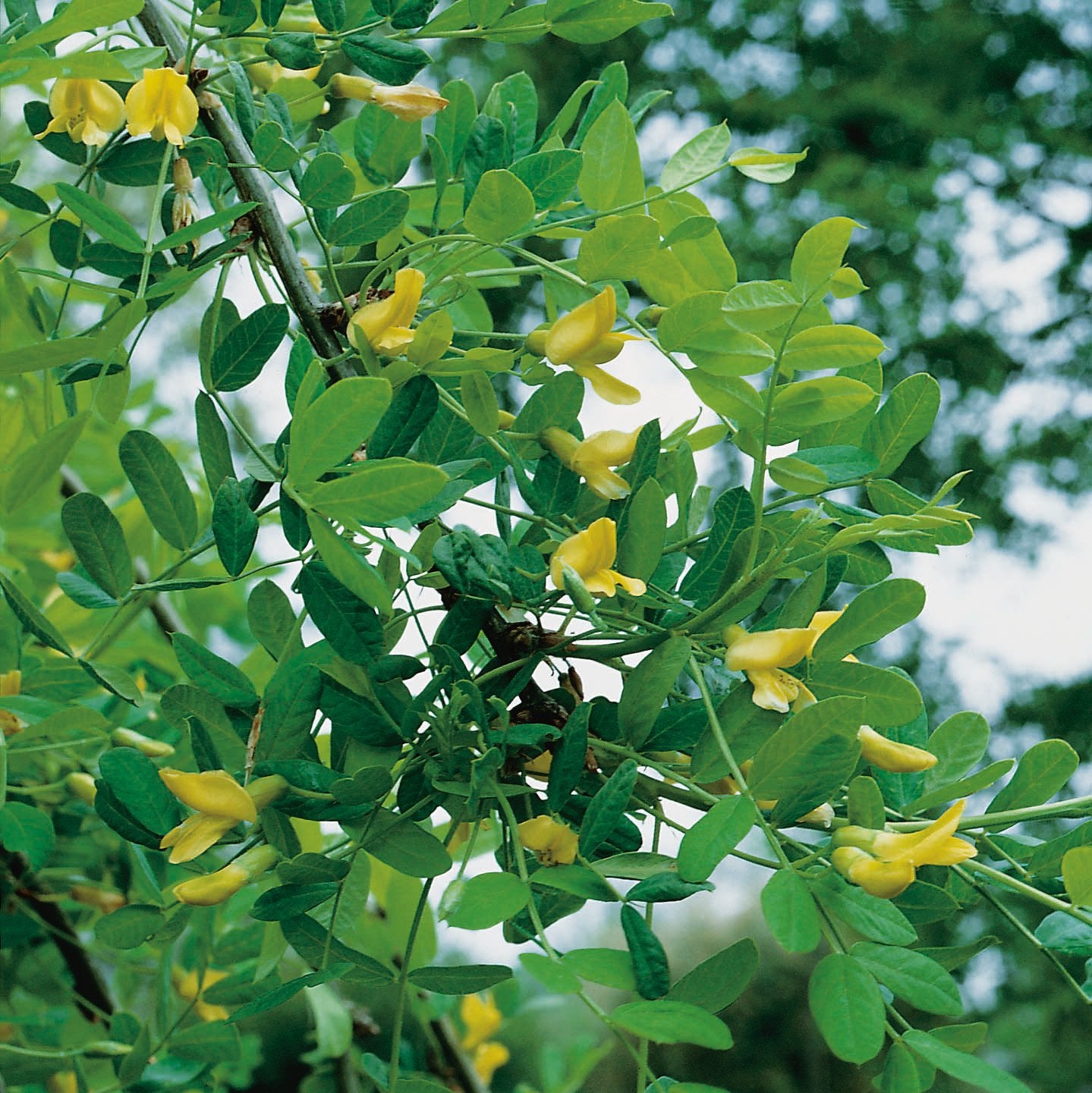 Caragana arborescens 'Pendula', Sh 100-120