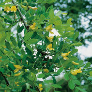 Caragana arborescens 'Pendula', Sh 100-120