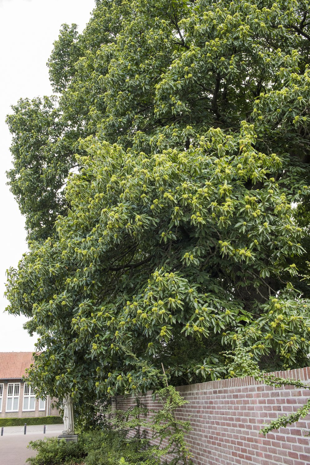 Castanea sativa, Utr 100-125