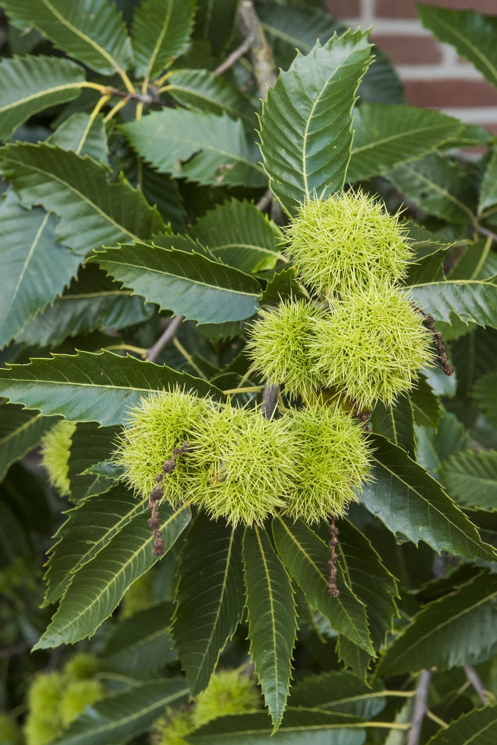 Castanea sativa, Utr 100-125