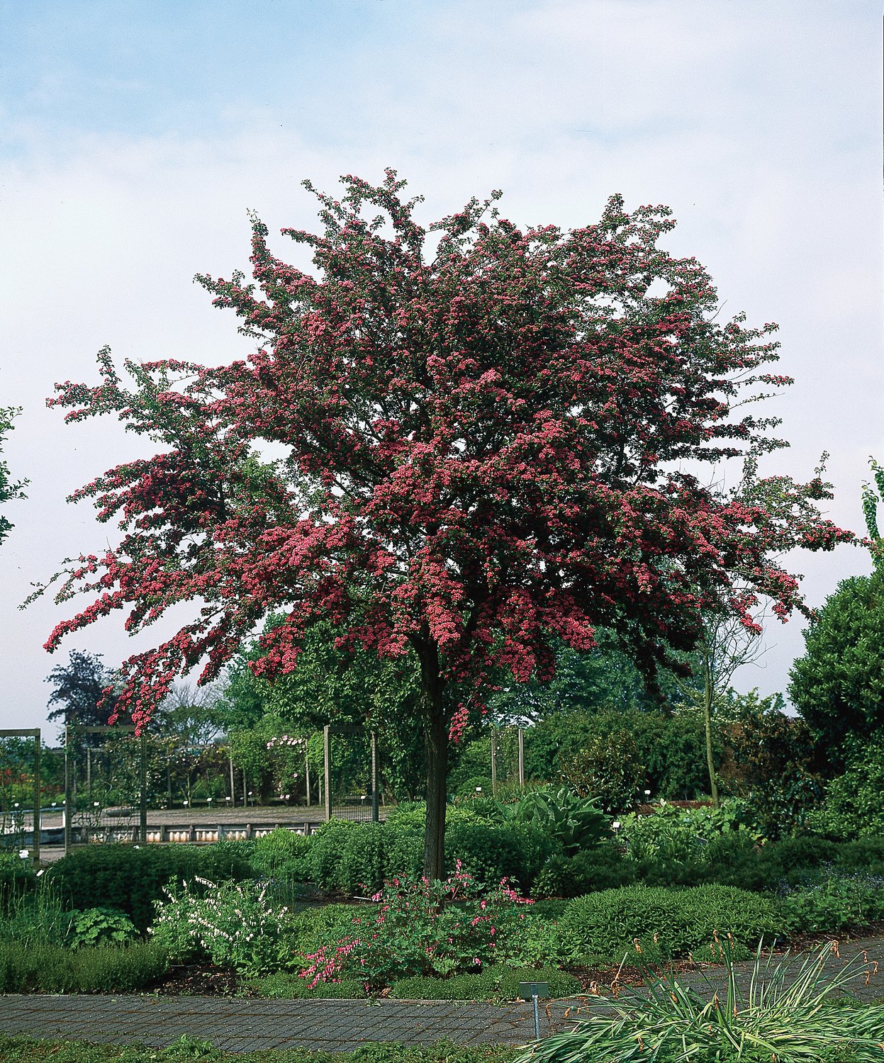 Crataegus x media 'Paul's Scarlet', Sh 90-110
