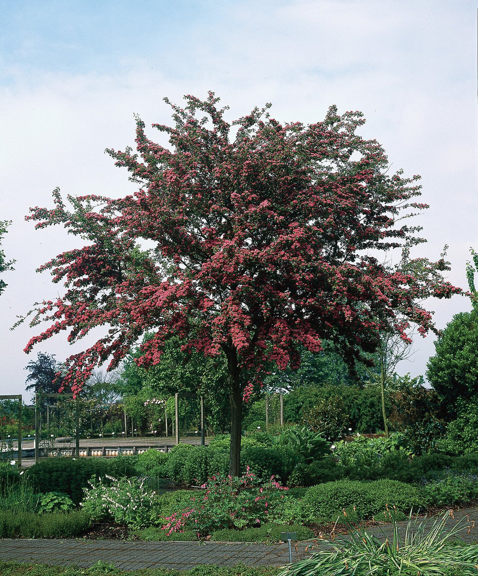 Crataegus x media 'Paul's Scarlet', Sh 90-110