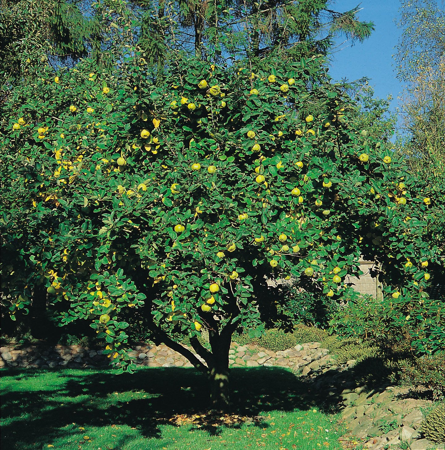 Cydonia oblonga 'Vranja', Sh 100-120