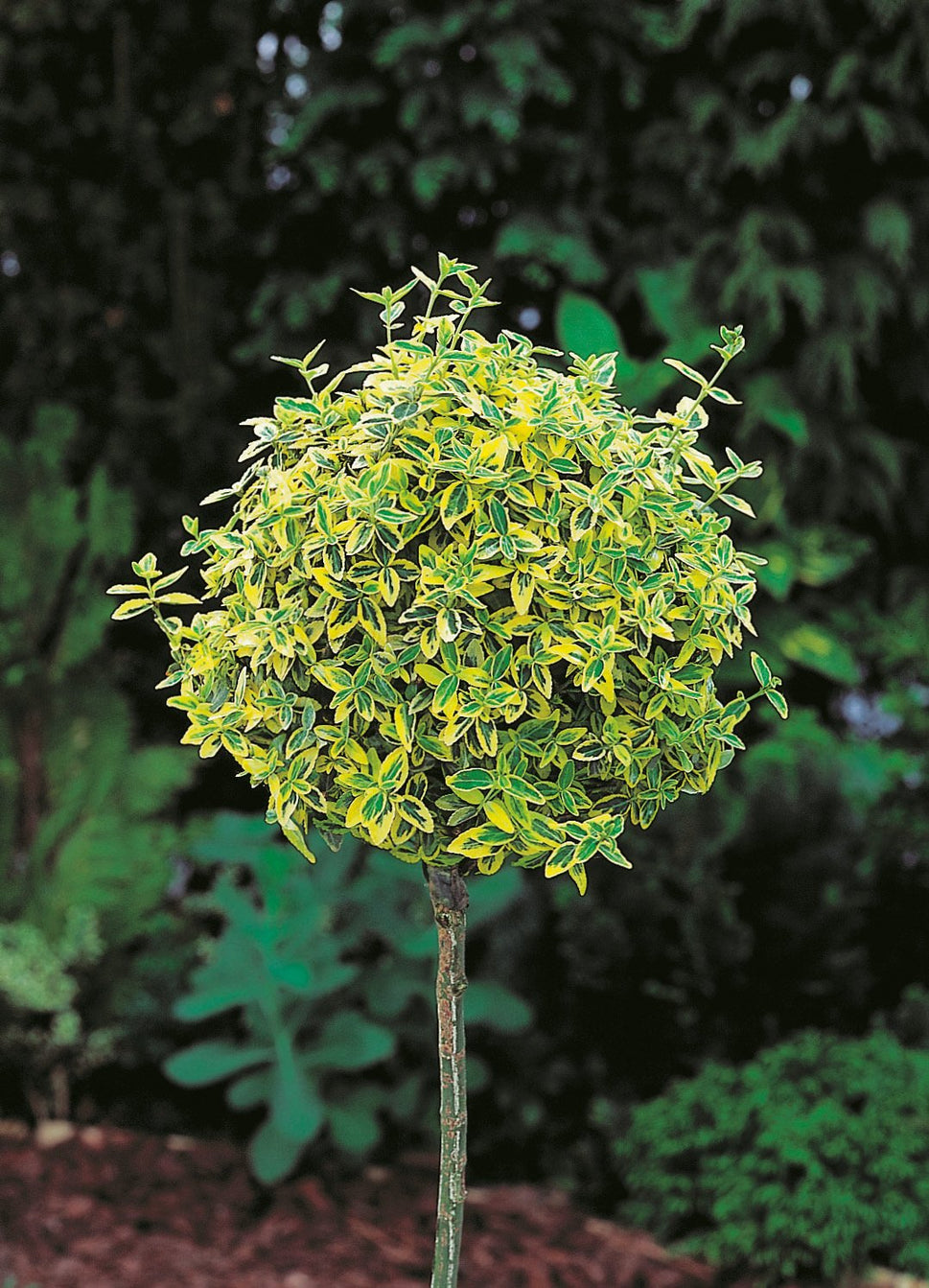 Euonymus fortunei var. radicans 'Emerald 'n' Gold', Sh 80-90