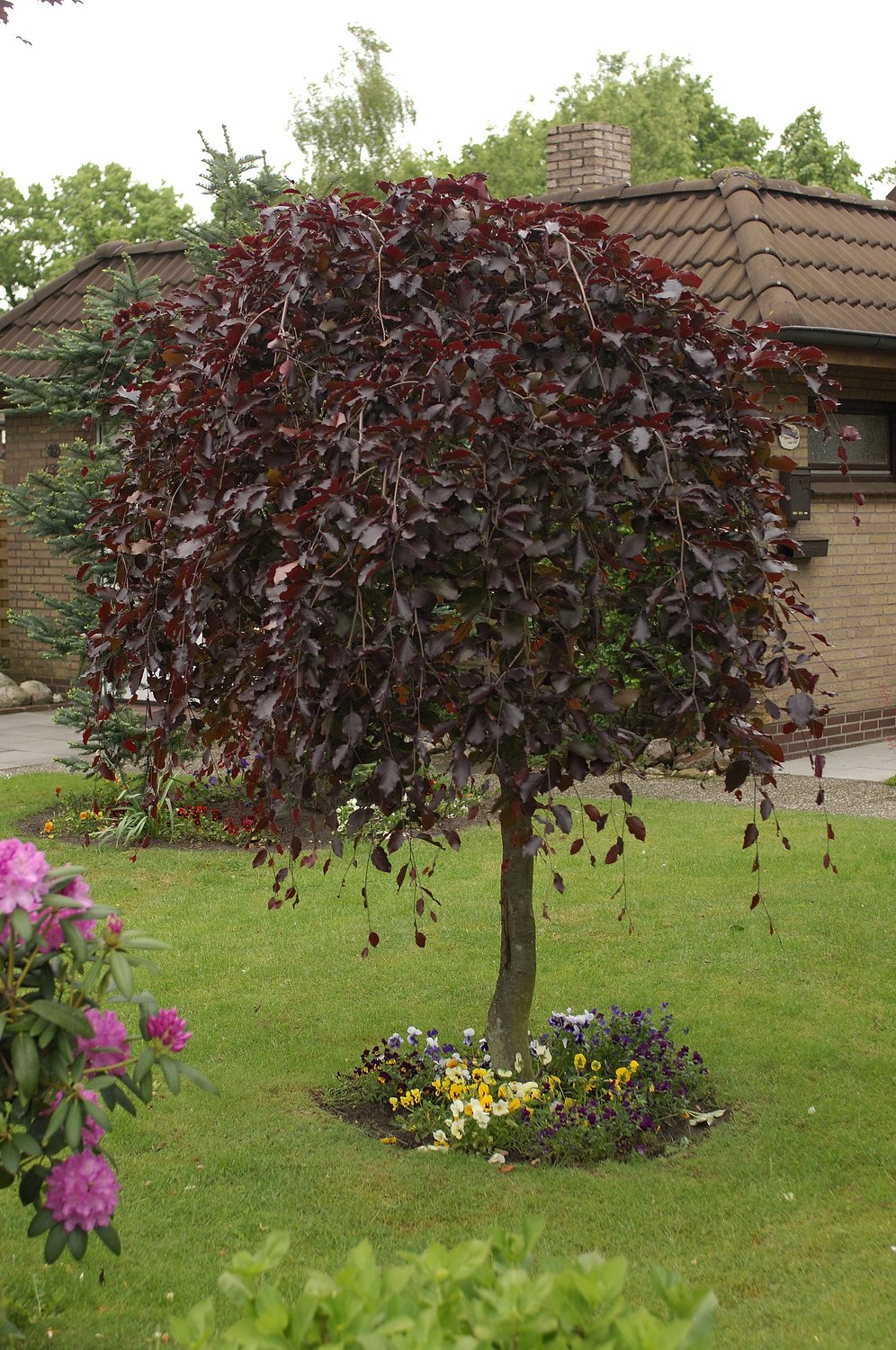 Fagus sylvatica 'Purpurea Pendula', Utr 100-125