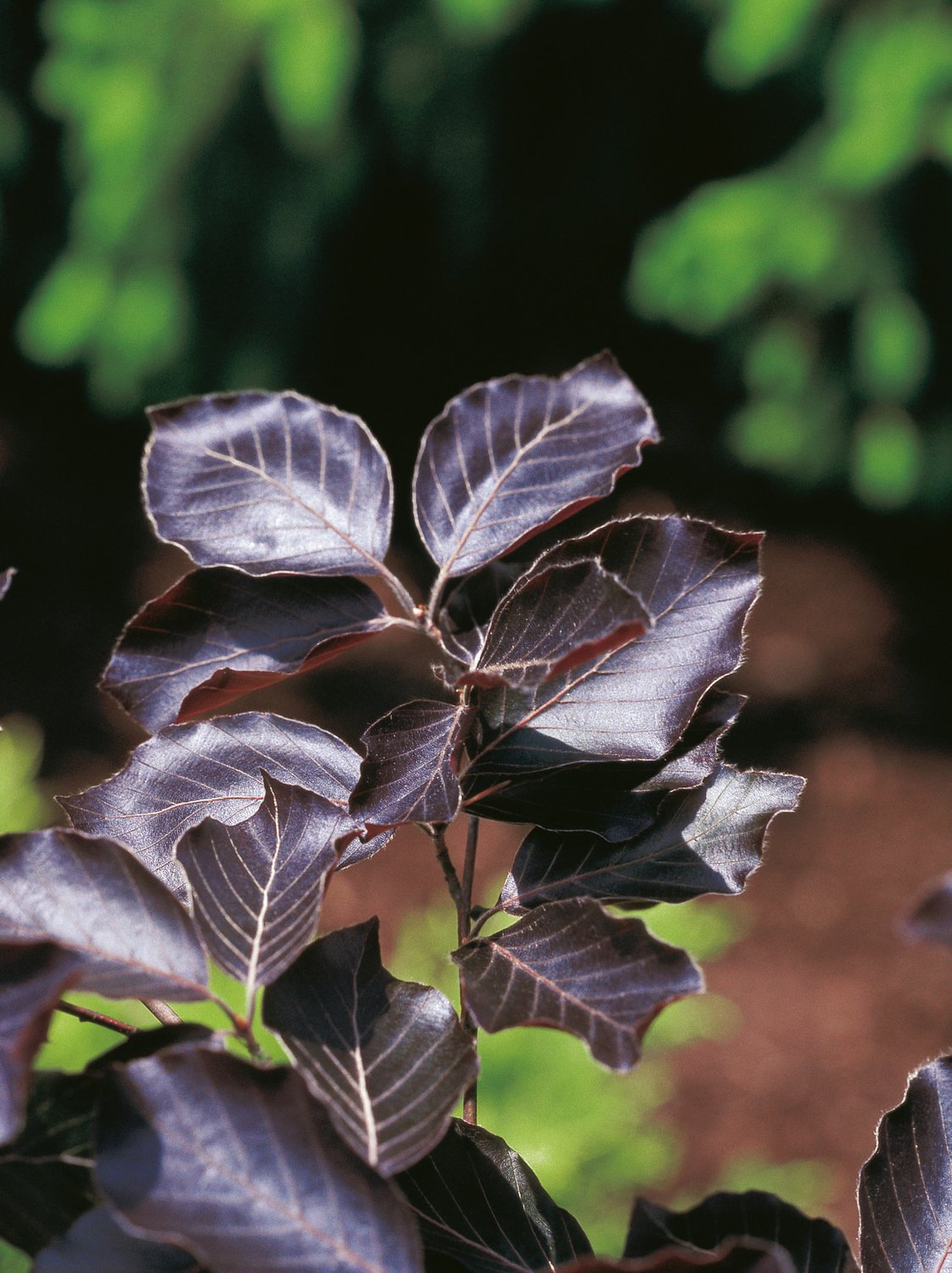 Fagus sylvatica 'Riversii', Utr 125-150