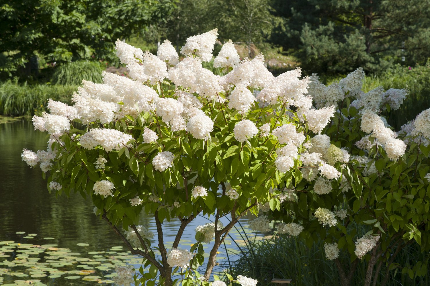 Hydrangea paniculata 'Grandiflora', Sh 80-100