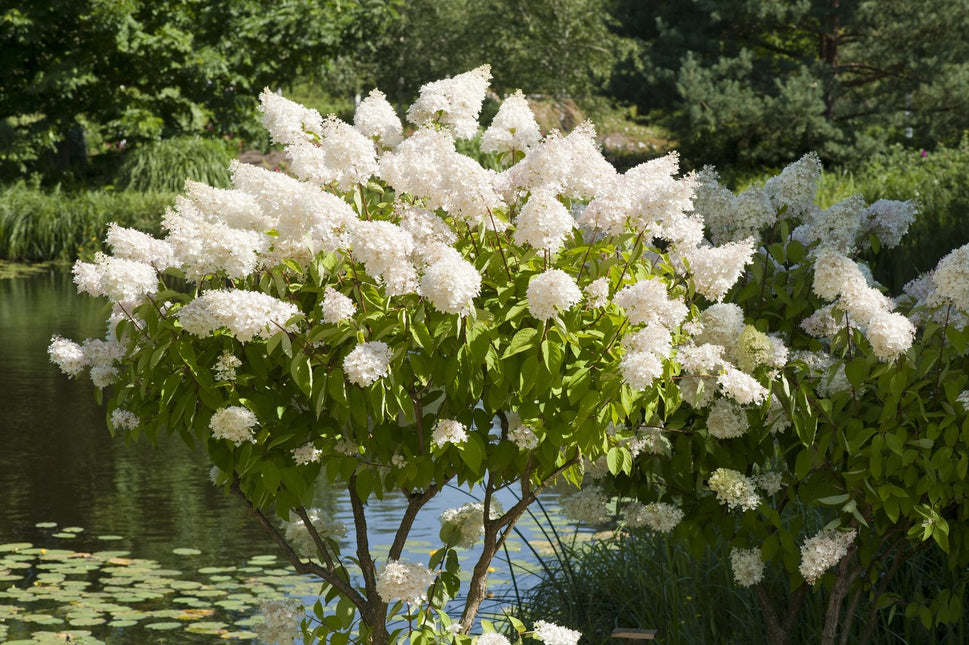 Hydrangea paniculata 'Grandiflora', Sh 80-100