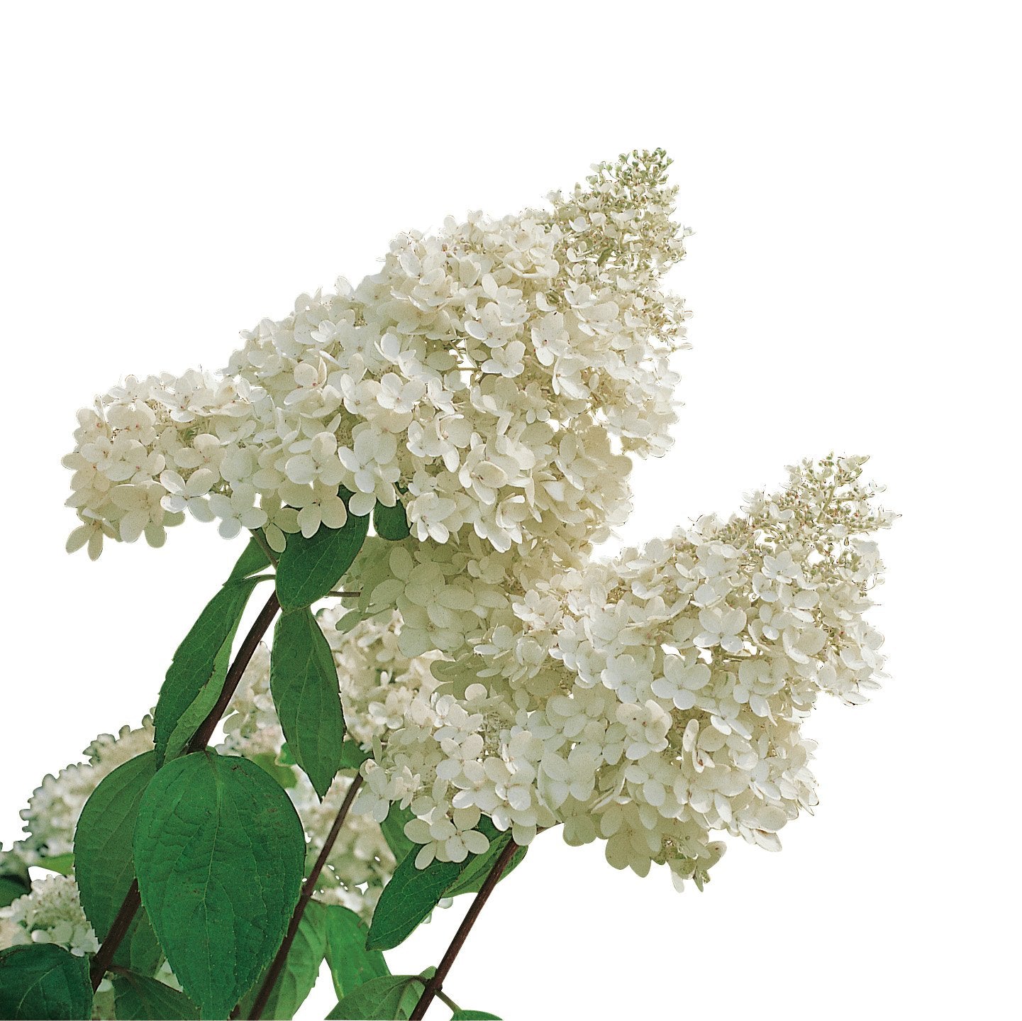 Hydrangea paniculata 'Grandiflora', Sh 80-100