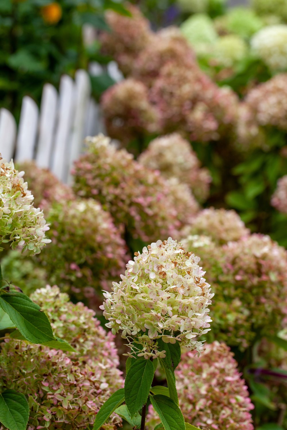 Hydrangea paniculata 'Grandiflora', Sh 80-100
