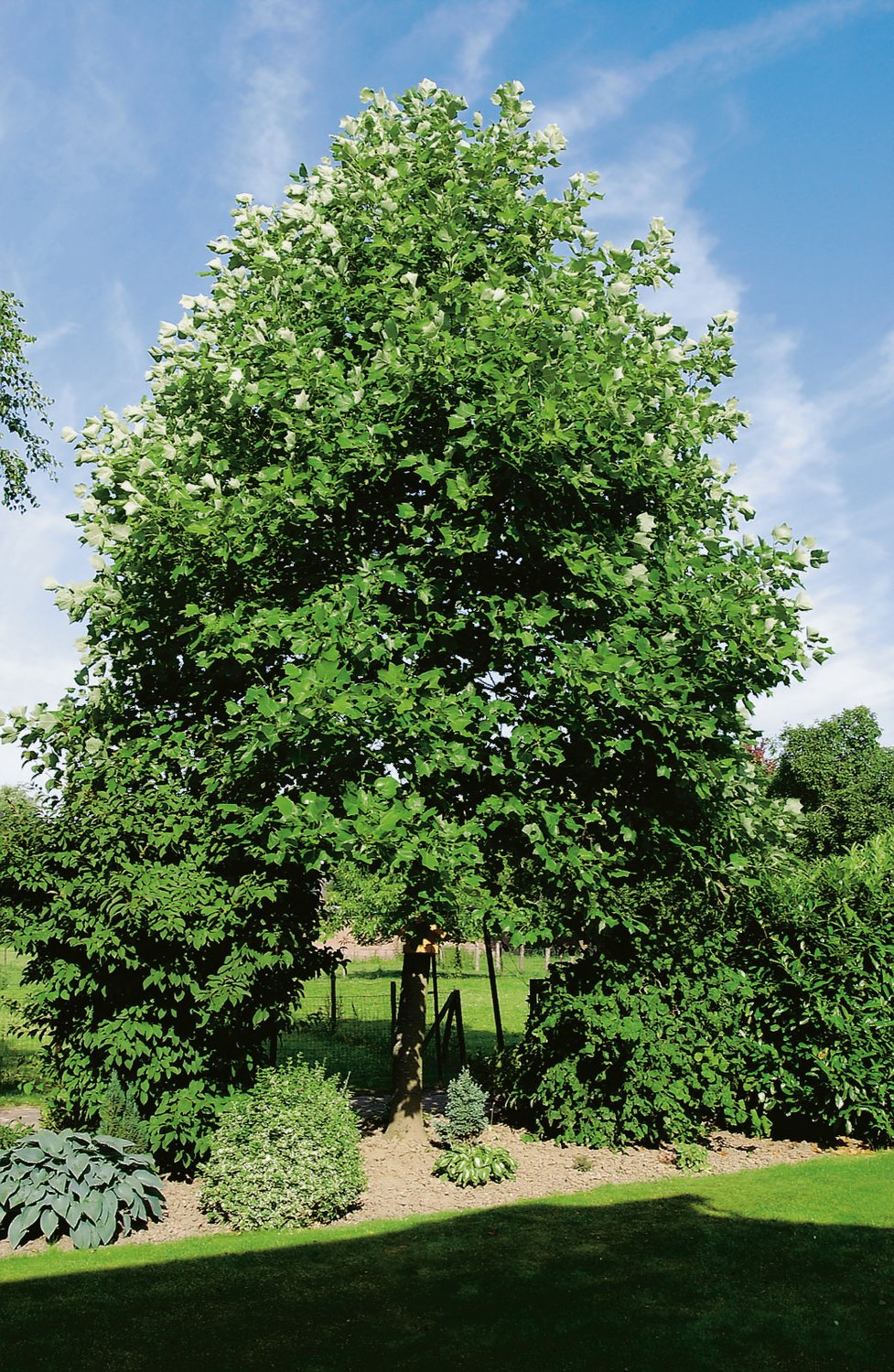 Liriodendron tulipifera, Utr 100-125
