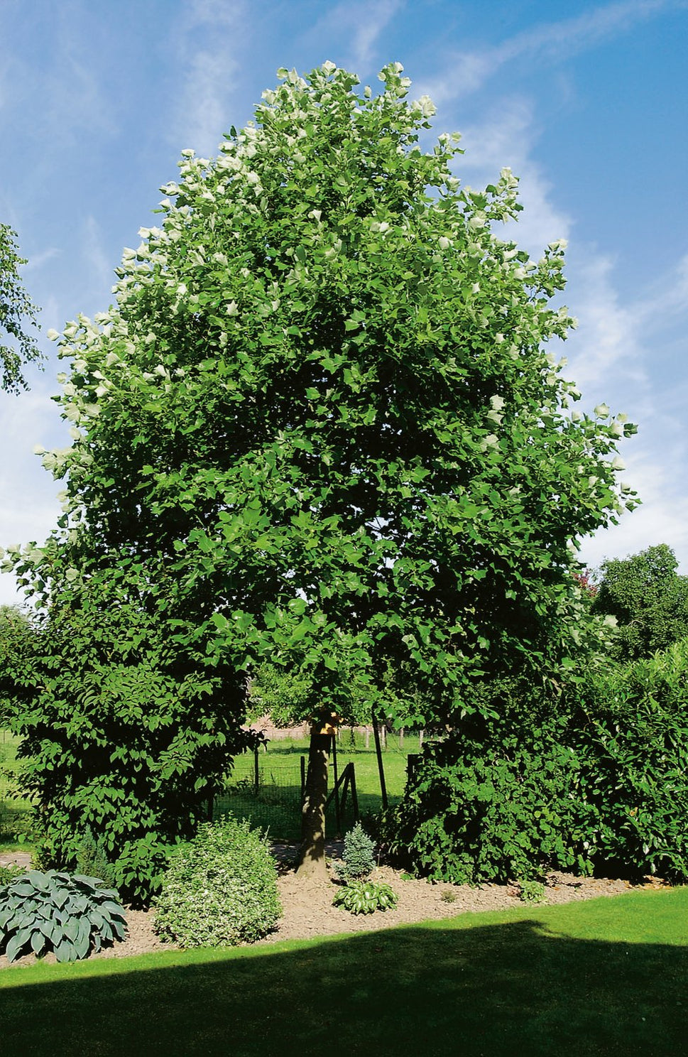 Liriodendron tulipifera, Utr 100-125