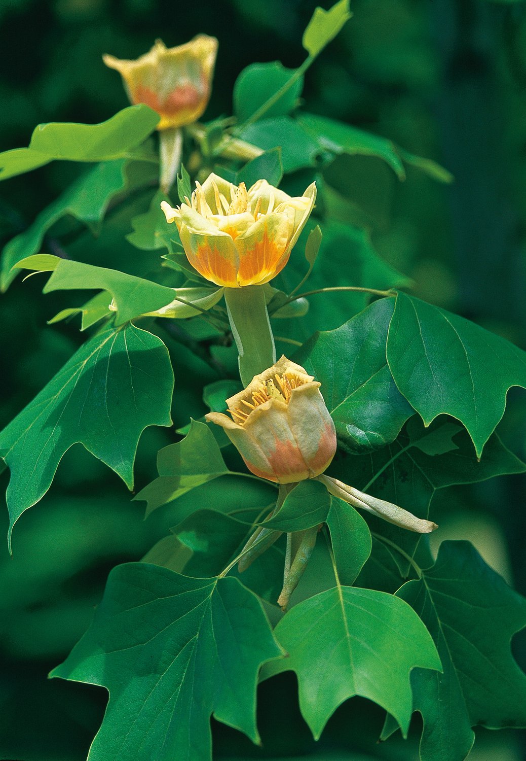 Liriodendron tulipifera, Utr 100-125