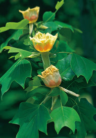 Liriodendron tulipifera, Utr 100-125
